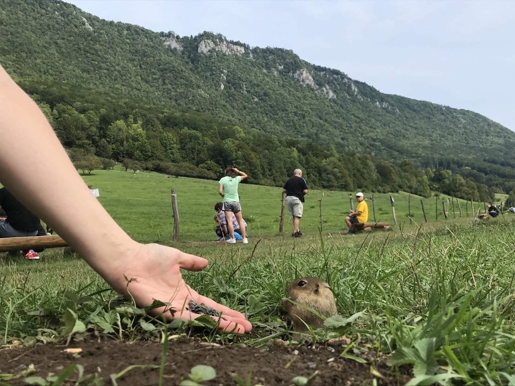 Muran Muranska planina sysle krmenie