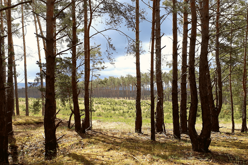 Šranecké piesky borovice