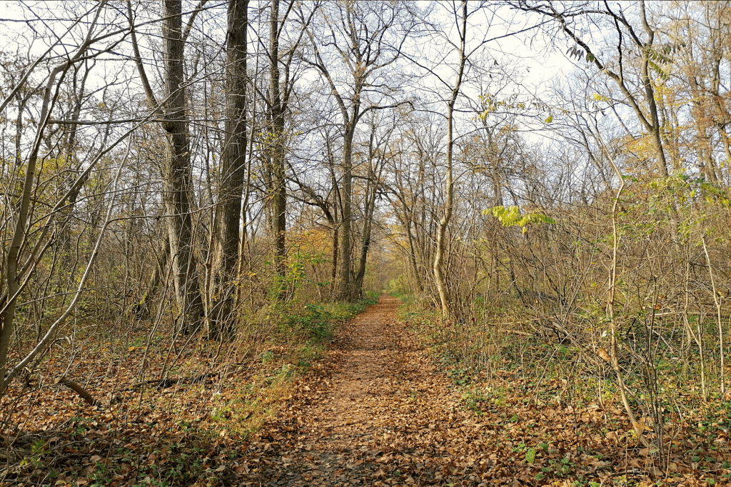 Jarovska Bazantica chodnik