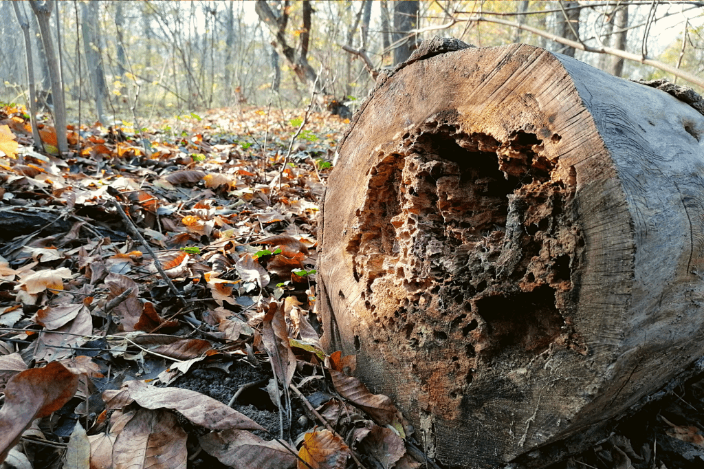 Jarovska Bazantica strom